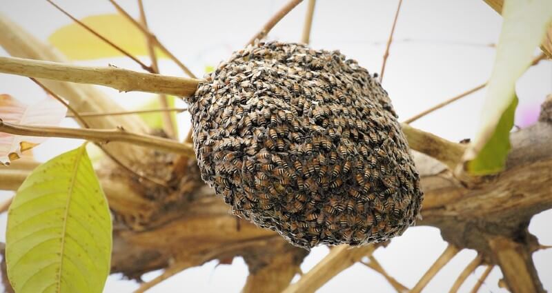 Bee Control & Removal