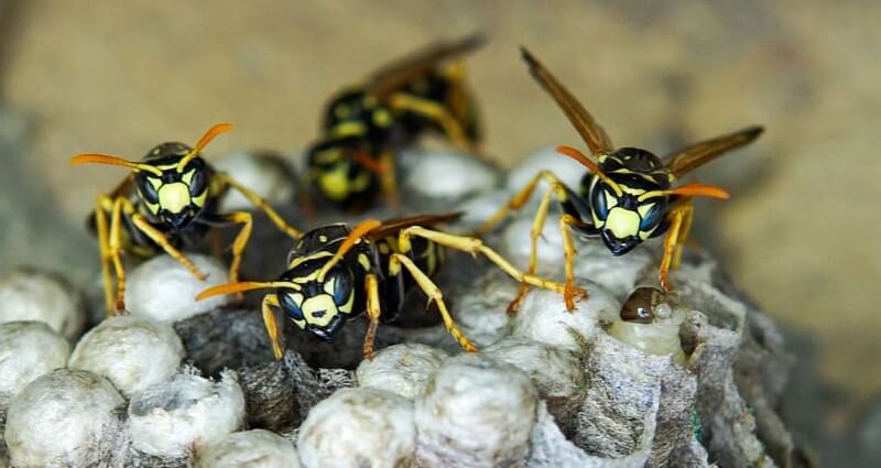 WASP Control & Nest Removal Services